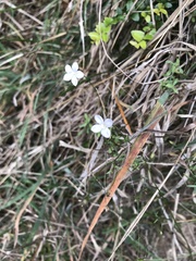 Wahlenbergia albomarginata