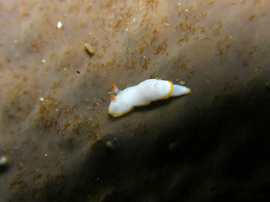 Chromodoridinae