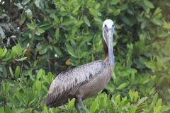 Pelecanus occidentalis