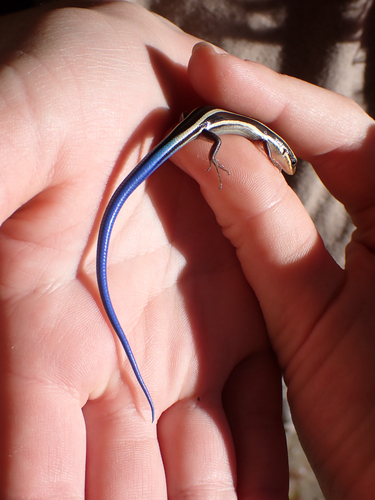 iNaturalist observation photo of Western Skink