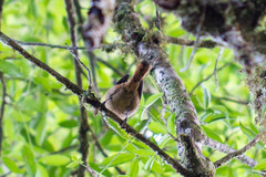 Aphrastura spinicauda fulva