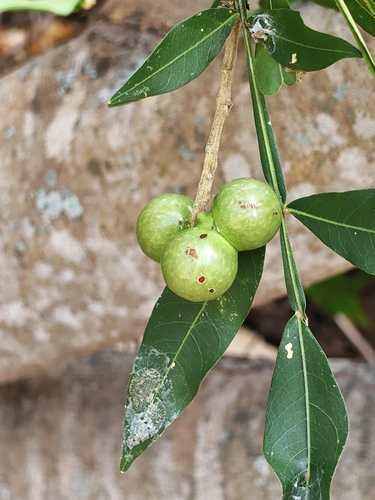 Wingleaf Soapberry