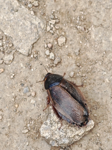 Surinam Cockroach