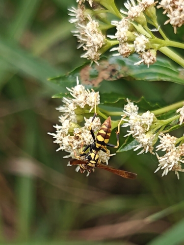 Variegated Paper Wasp