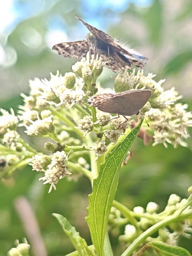 Red-crescent Scrub-Hairstreak
