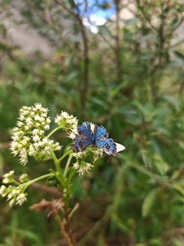 black-patch bluemark