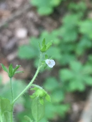 Phacelia ranunculacea