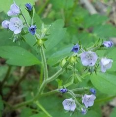 Phacelia bipinnatifida
