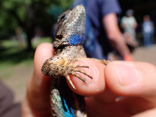 iNaturalist observation photo of Western Fence Lizard