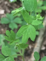 Phacelia ranunculacea