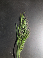 Bromus tectorum