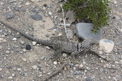 Crotaphytus collaris baileyi