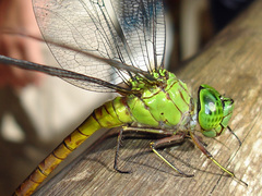 Staurophlebia