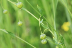 Linum amurense