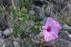 Ipomoea rupicola