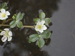 Ranunculus lobbii
