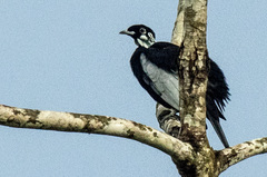 Gymnoderus foetidus