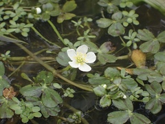 Ranunculus lobbii