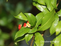 Pittosporum illicioides