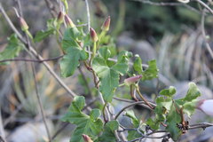 Ipomoea rupicola