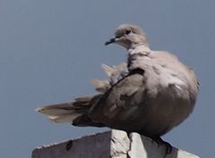Streptopelia decaocto