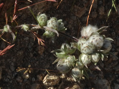 Stylocline micropoides