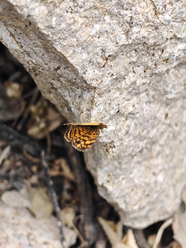 Anthanassa hermas