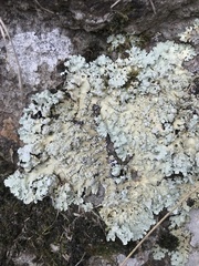 Flavoparmelia haysomii