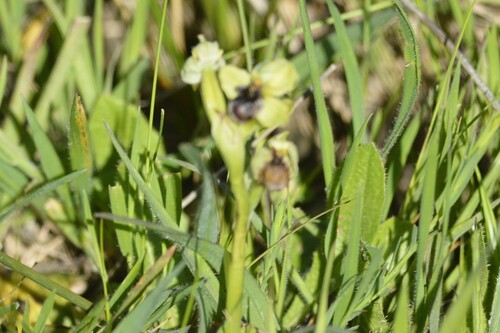 Ophrys bombyliflora, photograph 1