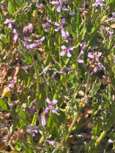 crossflower