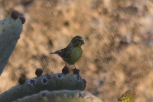 European Serin
