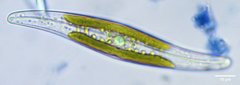 Gyrosigma acuminatum