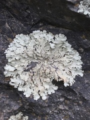 Flavoparmelia haysomii