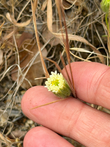 Chaenactis artemisiifolia, photograph 4