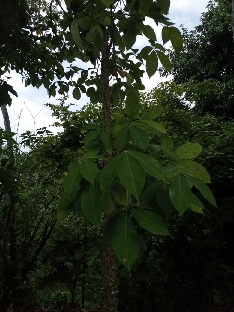 Ceiba trischistandra (A.Gray) Bakh. 4