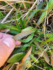 Microseris scapigera