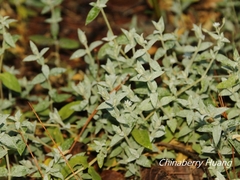 Stellaria vestita