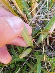 Microseris scapigera