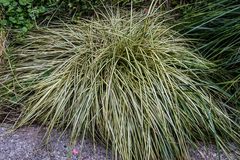 Carex oshimensis
