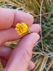 Microseris scapigera