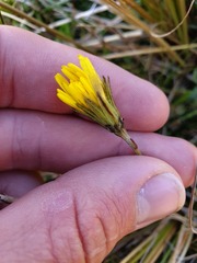 Microseris scapigera