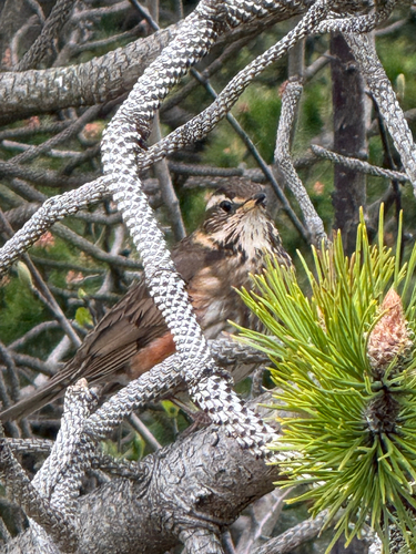 Redwing (Icelandic)