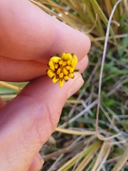 Microseris scapigera