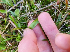 Microseris scapigera