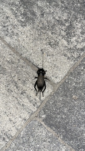 European Field Cricket