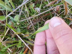 Microseris scapigera