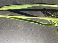 Bromus tectorum