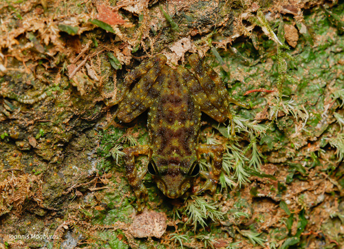 Webb's Madagascar Frog, Gephyromantis webbi