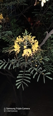 Caesalpinia pulcherrima flava