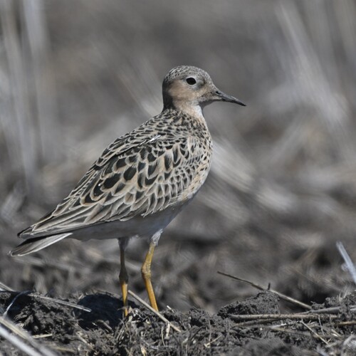 iNaturalist image